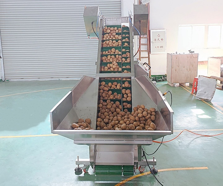 Potato Belt Conveyor