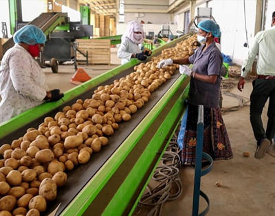 Potato Belt Conveyor in Potato Processing Factory