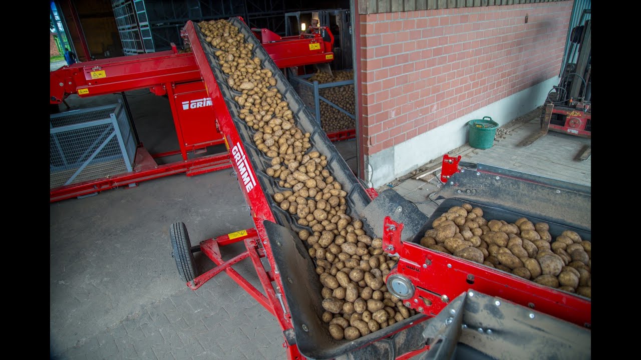 Potato Belt Conveyor