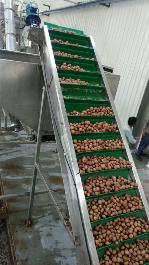 Potato Belt Conveyor in Potato Processing Factory