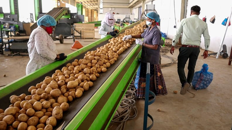 Potato Belt Conveyor in Potato Processing Factory